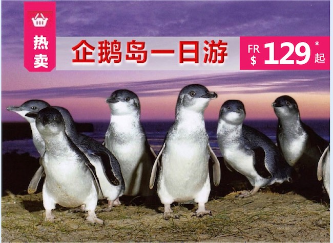 【12月2、3、5、11、13、18~30日 成团报名中】墨尔本企鹅岛一日游☞菲利浦岛观神仙企鹅+野生动物园喂白袋鼠